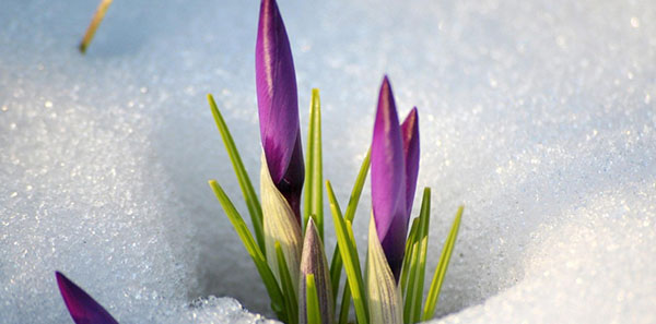 Rätsel um den Frühling mit Antworten