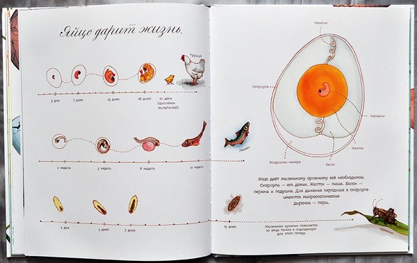 Käfer, Küken, Schmetterlinge. Wir studieren die Natur gemeinsam mit Kindern