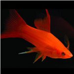 Aquarium Fischschwerter Aquarium Fischschwerter