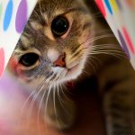 Allergien bei Katzen