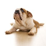 Arthritis bei Hunden Arthritis bei Hunden