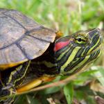 Krankheiten der rotbauchigen Schildkröten: die Hauptsymptome