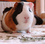 Krankheiten von Meerschweinchen