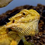 Bärtige Agama in Ihrem Terrarium