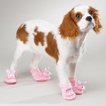 Stiefel für Hunde: eine neue Laune der Besitzer? Stiefel für Hunde: eine neue Laune der Besitzer?