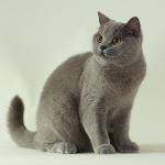 Britisches Blau