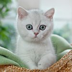 Britische Chinchilla