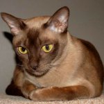 Birmanische Katze