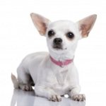 Was füttert man Chihuahua?