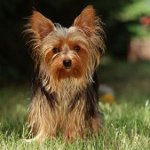 Was füttert man mit dem Yorkshire Terrier?