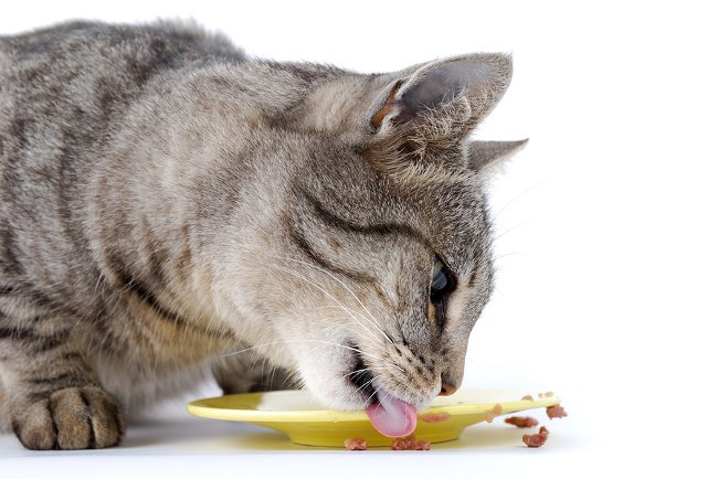 Was eine kastrierte Katze füttert