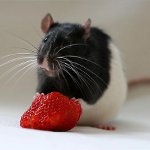 Wie man eine Ratte füttert Wie man eine Ratte füttert