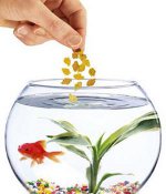 Als Fische füttern