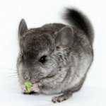 Was füttert man Chinchilla?