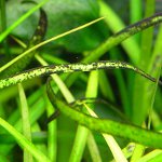 Schwarzer Bart im Aquarium