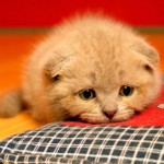 Zystitis bei Katzen