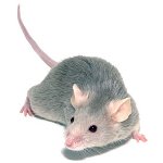 Dekorative Maus: Pflege und Pflege