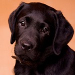 Demodekose bei Hunden