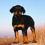 Dysplasie bei Hunden