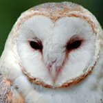 Heimische Eulen: wie man es pflegt?