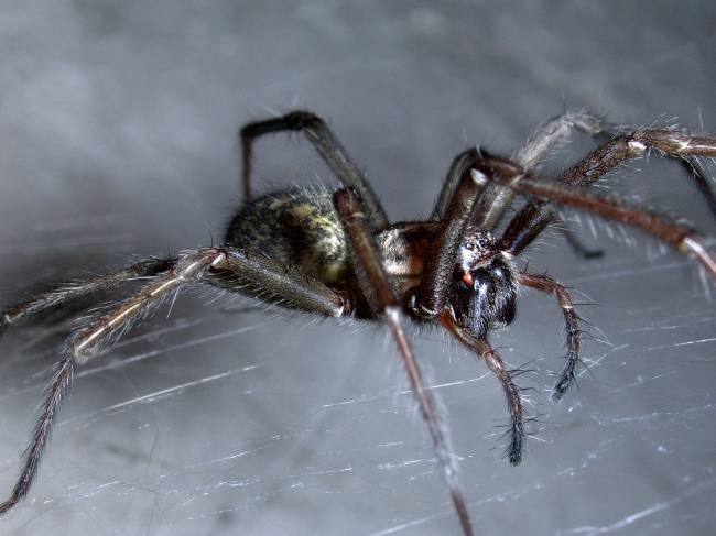 Heimspinne: Sorge für das Haustier