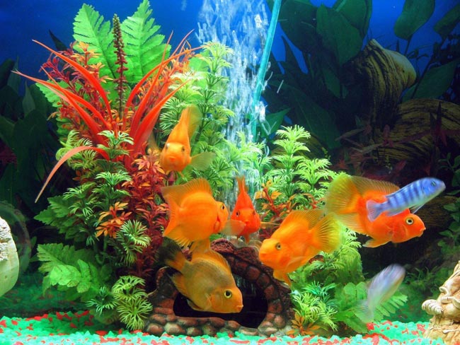 Zusätzlicher Bestand für das Aquarium Zusätzlicher Bestand für das Aquarium