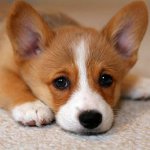 Ekzem bei Hunden