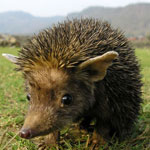 Igel zu Hause eared Igel zu Hause eared