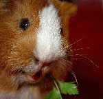 Infektionskrankheiten von Meerschweinchen Infektionskrankheiten von Meerschweinchen