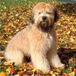 Irischer weicher überzogener Wheaten Terrier Irischer weicher überzogener Wheaten Terrier