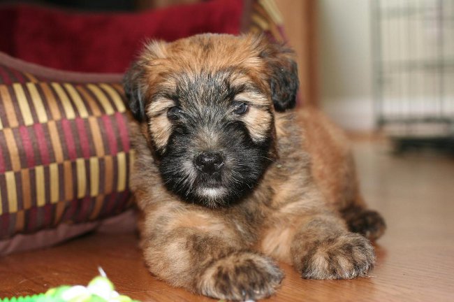 Irischer weicher überzogener Wheaten Terrier