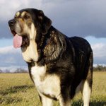 Spanischer Mastiff