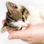 Wie kann ich feststellen, ob Ihre Katze krank ist?