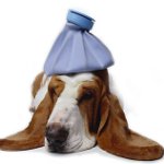 Wie kann ich feststellen, ob Ihr Hund krank ist?