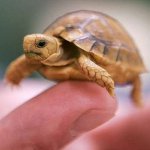 Wie kann man das Geschlecht einer Schildkröte bestimmen? Wie kann man das Geschlecht einer Schildkröte bestimmen?