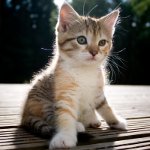 Wie bestimmt man das Geschlecht des Kätzchens?