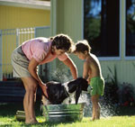 Wie richtig, Hunde zu baden?