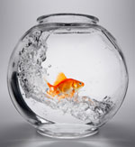 Wie transportiert man Aquarienfische richtig?
