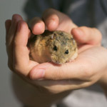 Wie man einen Hamster zähmen kann