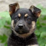 Wie lehrt man den Hund?