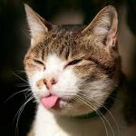 Wie man eine Katze stechen Wie man eine Katze stechen
