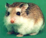 Wie man sich um Hamster kümmert