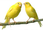 Wie pflegt man einen Kanarienvogel?