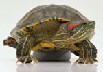 Wie pflegt man eine Süßwasserschildkröte?