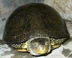 Europäische Sumpfschildkröte