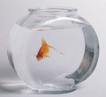Woher weiß ich, ob ein Aquariumfisch gesund ist?