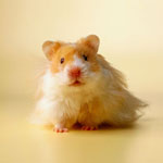 Wie wähle ich einen Hamster?