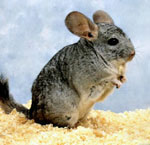 Wie wähle ich einen Chinchilla?