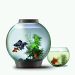 Wie wird das Aquarium gereinigt?