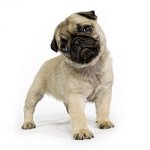 Welcher Hund ist besser?